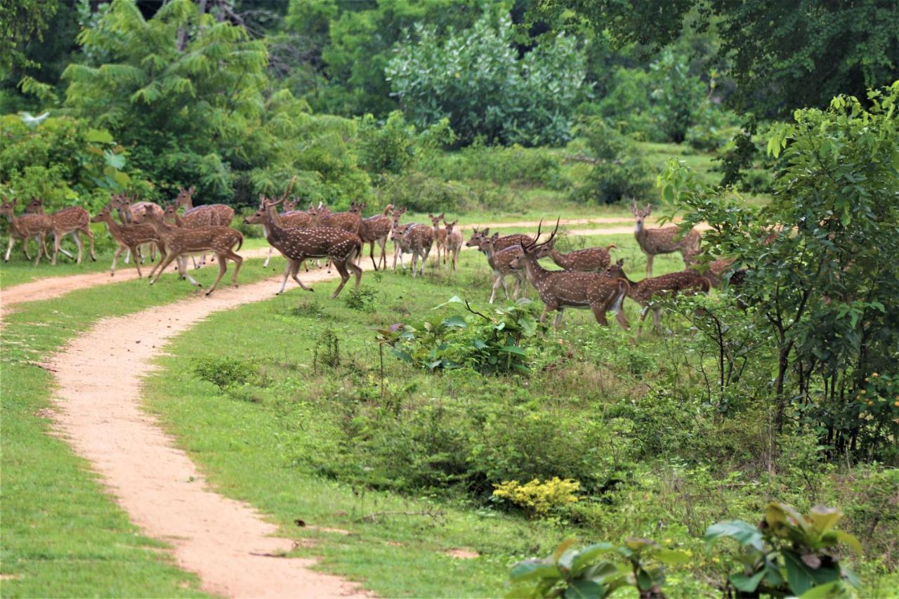 Yala Safari River View Hotel 蒂瑟默哈拉默 外观 照片